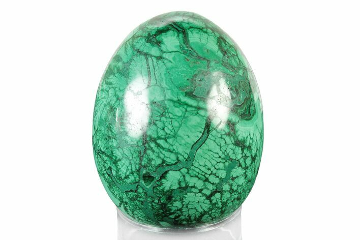 Flowery, Polished Malachite Egg - Congo #241927